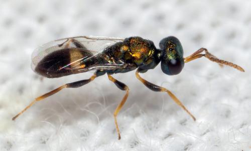 Réf. 311 127 : Pteromalini inconnu